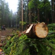 Гори лисіють: у Карпатах продовжують знищувати ліси