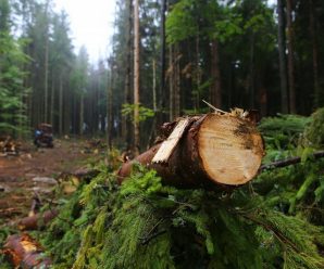 Гори лисіють: у Карпатах продовжують знищувати ліси