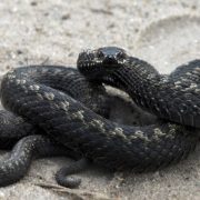 Змія напала на господаря на власному подвір’ї (відео)