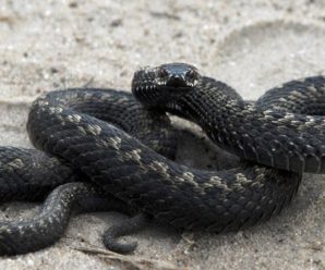 Змія напала на господаря на власному подвір’ї (відео)