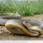 Агресивні плазуни: у Калуші чоловіка вкусила змія
