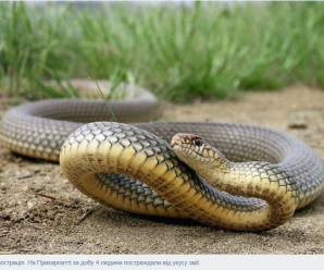 Агресивні плазуни: у Калуші чоловіка вкусила змія