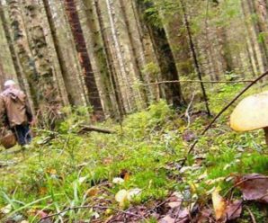 Пішов по гриби: у лісі на Франківщині зник чоловік