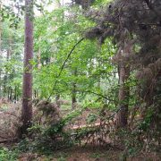 Сосновий ліс на Калущині може висохнути