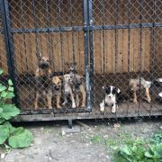 Калуський притулок для собак переповнений — волонтери