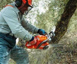 На Прикарпатті головний лісничий військового лісгоспу вирубав дерев на пів мільйона гривень
