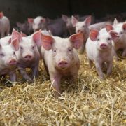 На Калущині підприємство виробляє біогаз зі свинячого посліду
