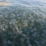 Курорт на Азовському морі атакували медузи: Приголомшливі фото