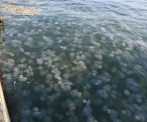 Курорт на Азовському морі атакували медузи: Приголомшливі фото