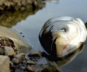У річці на Калущині через забруднення нечистотами загинула риба