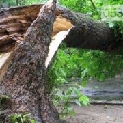 Дивом залишилися живі: дерево придавило трьох дітей (відео)