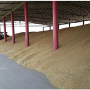 На Прикарпатті вже намолотили 236 тисяч тонн зерна