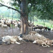 На Прикарпатті блискавка вбила 20 овець