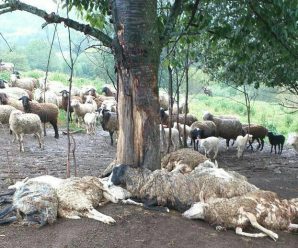 На Прикарпатті блискавка вбила 20 овець