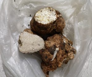 Прикарпатка випадково знайшла рідкісний гриб, вартістю як дорогоцінний камінь (ФОТО)