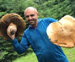 На Івано-Франківщині знайшли велетенський білий гриб