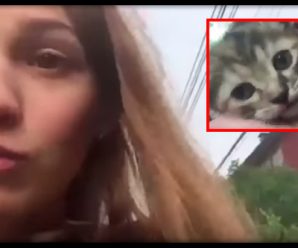«Фейк чи шкуродерство»: суспільство шокувало відео, де дівчина заради лайків втопила кошеня (ВІДЕО)