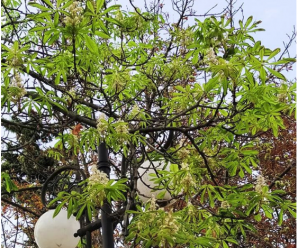 Диво природи: у Франківську осінню зацвіли каштани (ФОТО)