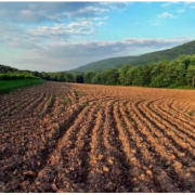 На Прикарпатті сільрада незаконно віддала в користування 22 гектари землі