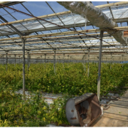 Чотири гектари парників: як виглядає плантація коноплі на Прикарпатті вартістю 50 мільйонів євро (ФОТО+ВІДЕО)
