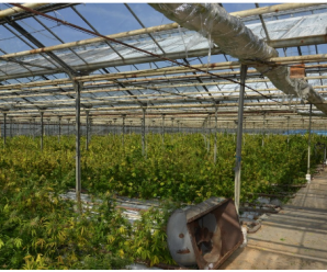 Чотири гектари парників: як виглядає плантація коноплі на Прикарпатті вартістю 50 мільйонів євро (ФОТО+ВІДЕО)