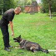 Як у Франківську живе і працює найкраща службова собака України(ВІДЕО)