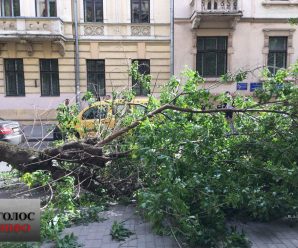 У Франківську через сильний вітер дерево впало просто на дорогу (ФОТО)