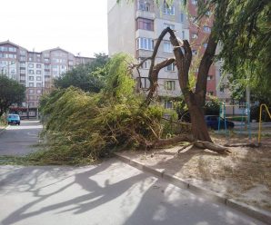 Сильний вітер у Франківську повалив дерева на декількох вулицях міста (фото)