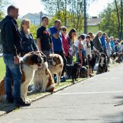 В Івано-Франківську пройшла виставка собак(ФОТО)