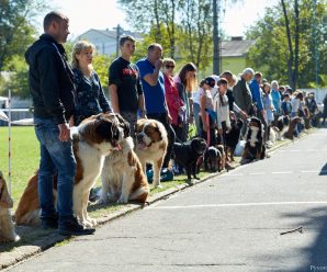 В Івано-Франківську пройшла виставка собак(ФОТО)