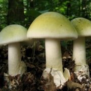За минулий тиждень на Прикарпатті отруїлись грибами п’ятеро людей