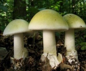 За минулий тиждень на Прикарпатті отруїлись грибами п’ятеро людей