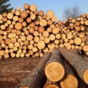 Скасують заборону на вивезення лісу-кругляку з України