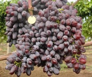 Виноградар з Прикарпаття вирощує сорт, який витримує морози до -27 градусів