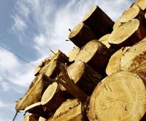 З п’ятниці на Прикарпатті перевозитимуть лише “чіповану” деревину