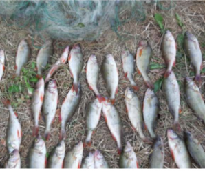 На Бурштинському водосховищі зловили двох рибалок-браконьєрів