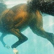 У Яремче кінь впав у басейн готелю преміум-класу