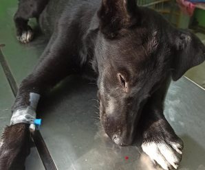 У Калуші безпритульному собаці порізали вуха, а цуценя — вбили