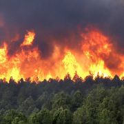 На Прикарпатті горить ліс