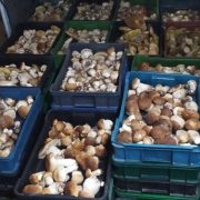 Закарпаття заполонили осінні гриби (ФОТО, ВІДЕО)