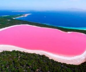 Рожеве Лемурійське озеро — диво України і немає аналогів в світі! Лікує все, шкіру, суглоби та…
