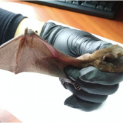 Прикарпатці врятували травмованого червонокнижного кажана (ФОТО)