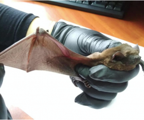 Прикарпатці врятували травмованого червонокнижного кажана (ФОТО)
