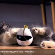 Створили робота-компаньйона для котиків: що він вміє
