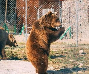 Прикарпатців закликають віддати хелловінські гарбузи для ведмедів