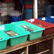 В Калуші зупинили незаконну торгівлю рибою та раками