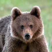 Молодий ведмідь три дні гуляв селом на Прикарпатті