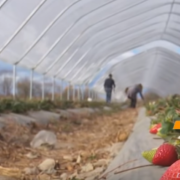 Рай серед осені: фермер із Прикарпаття зробив бізнес на полуниці (відео)