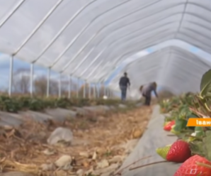 Рай серед осені: фермер із Прикарпаття зробив бізнес на полуниці (відео)