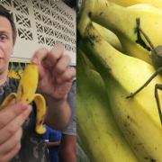 Будьте обережні: Банан може виявитись останньою їжею у житті. Діма Комаров попереджує всіх українців